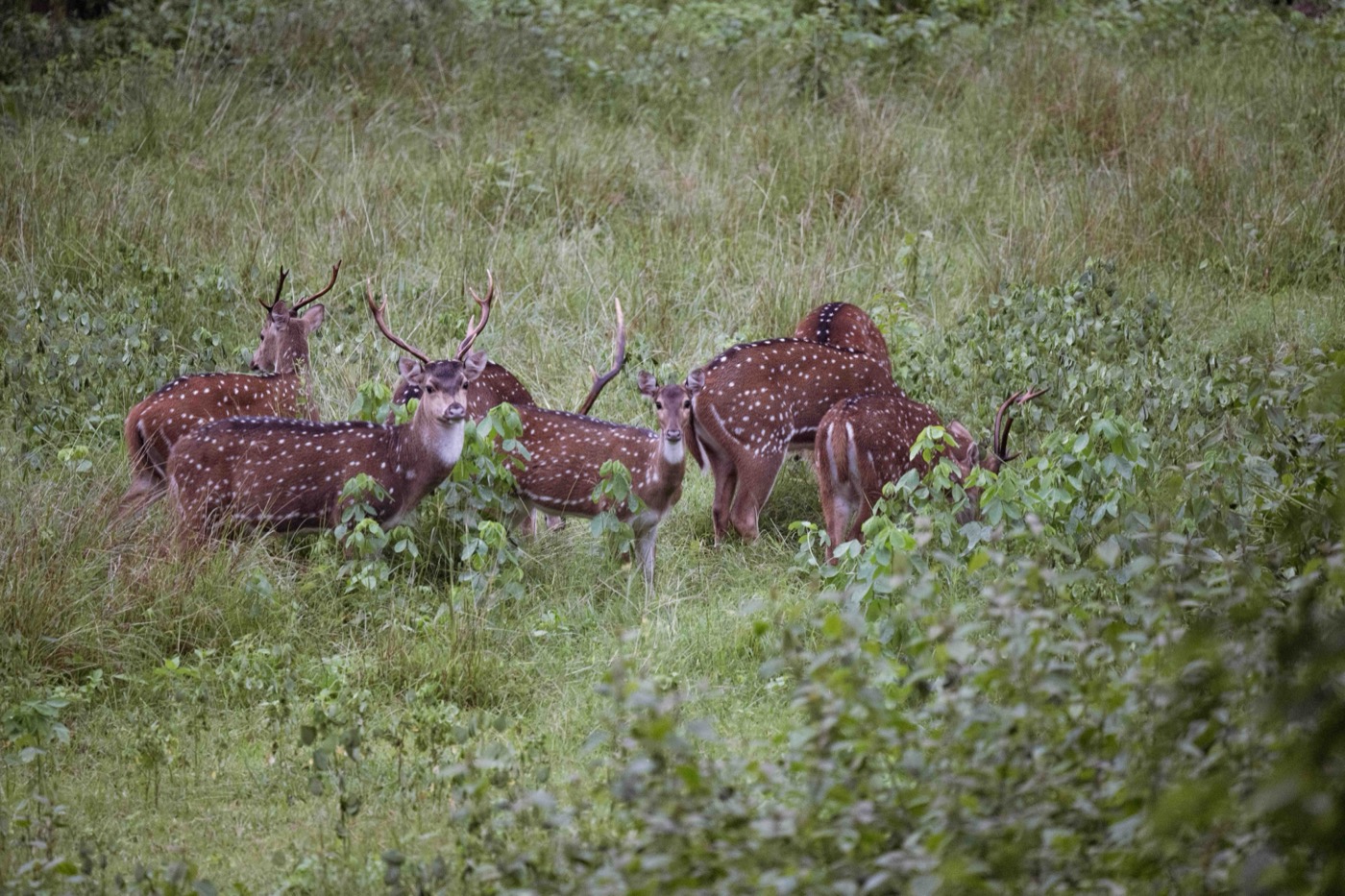 Herd of spotted deer in the Jungli jungle